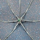 Зонт женский Fulton Tiny-2 L501 Petal Burst (Лепестки)